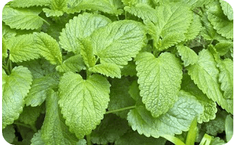 Lemon Balm Extract ingredient for stress-free sleep