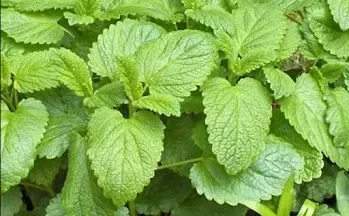 Lemon Balm and Relaxation: Evidence Overview